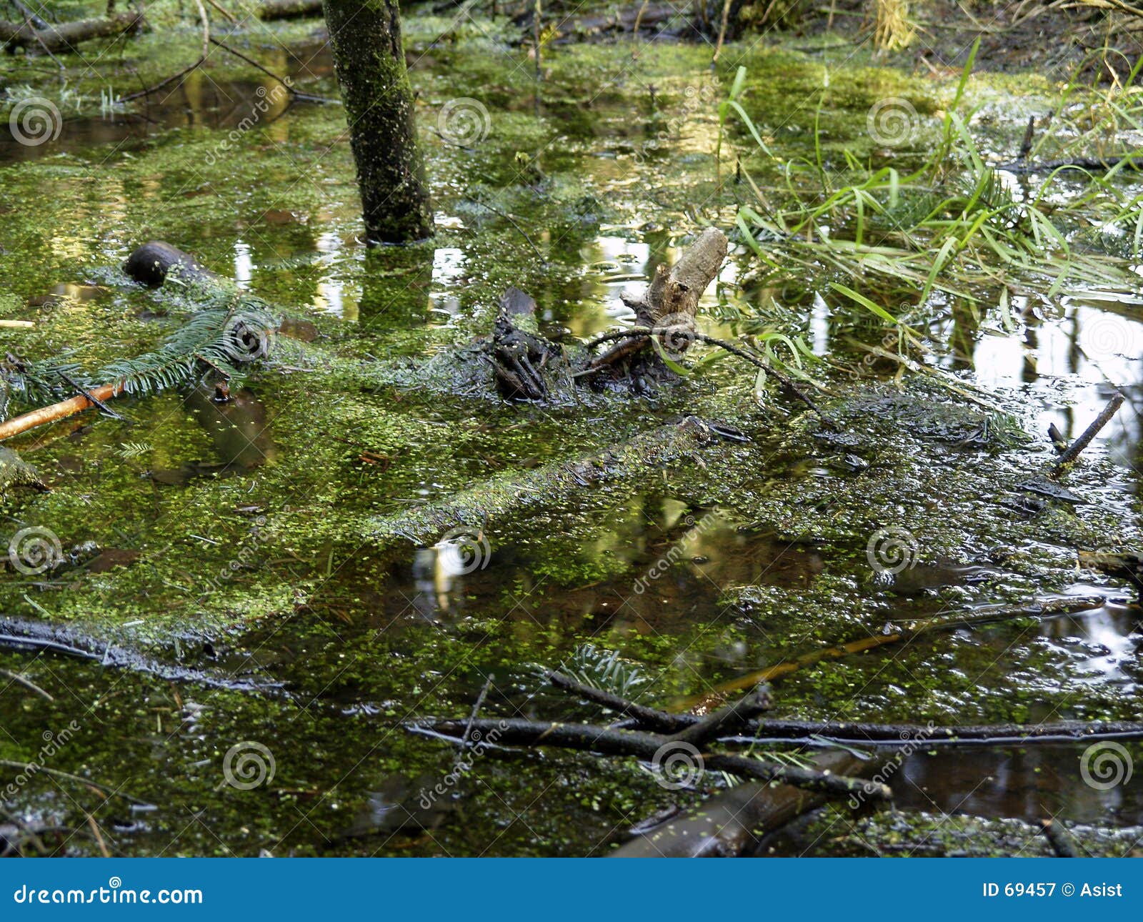 Swamp stock image. Image of muddy, rodden, green, ugly, swampy 69457