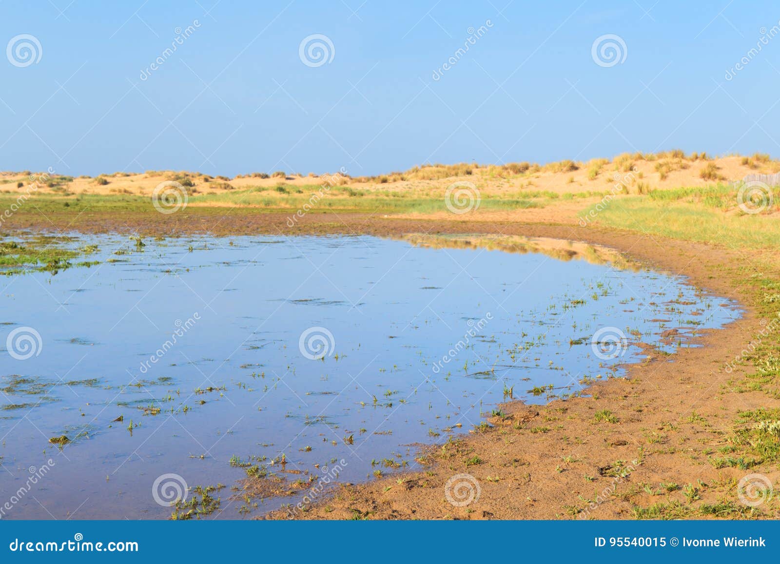 Swamp at the beach stock image. Image of sunny, sunshine 95540015