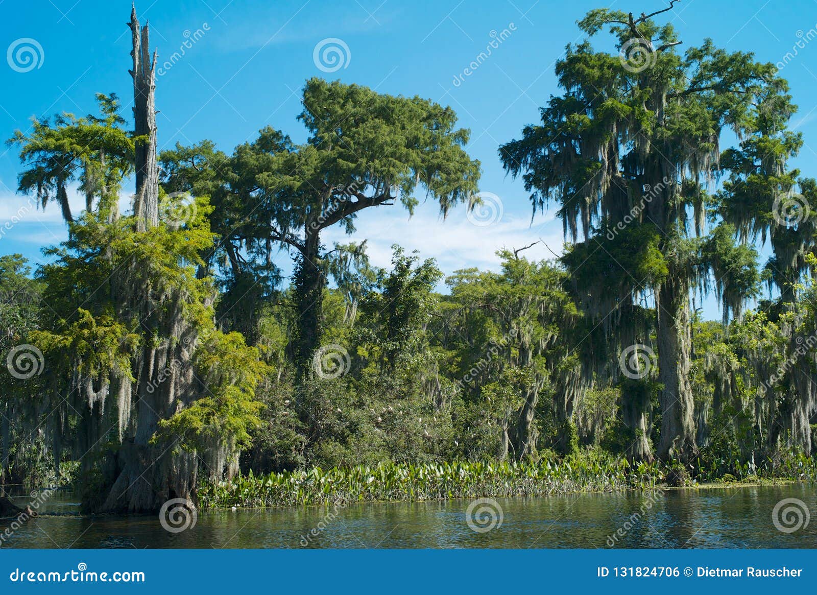 Spanish moss - North Creek Wetland