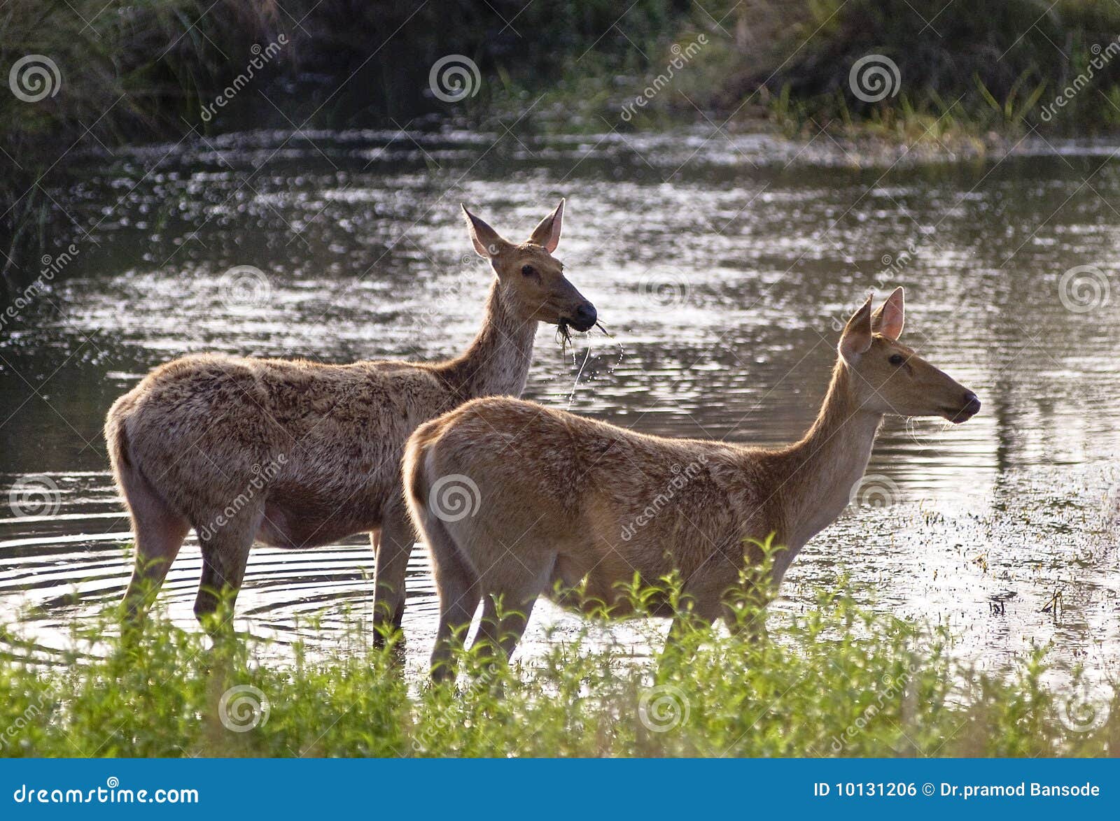 Swamp deers stock photo. Image of pair, deers, swamp 10131206