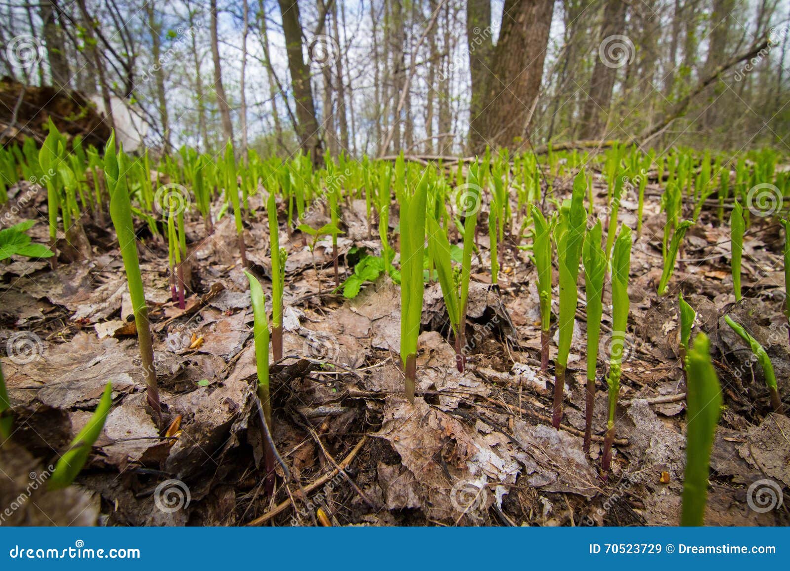 Swamp flowers stock image. Image of city, green, flowers 70523729