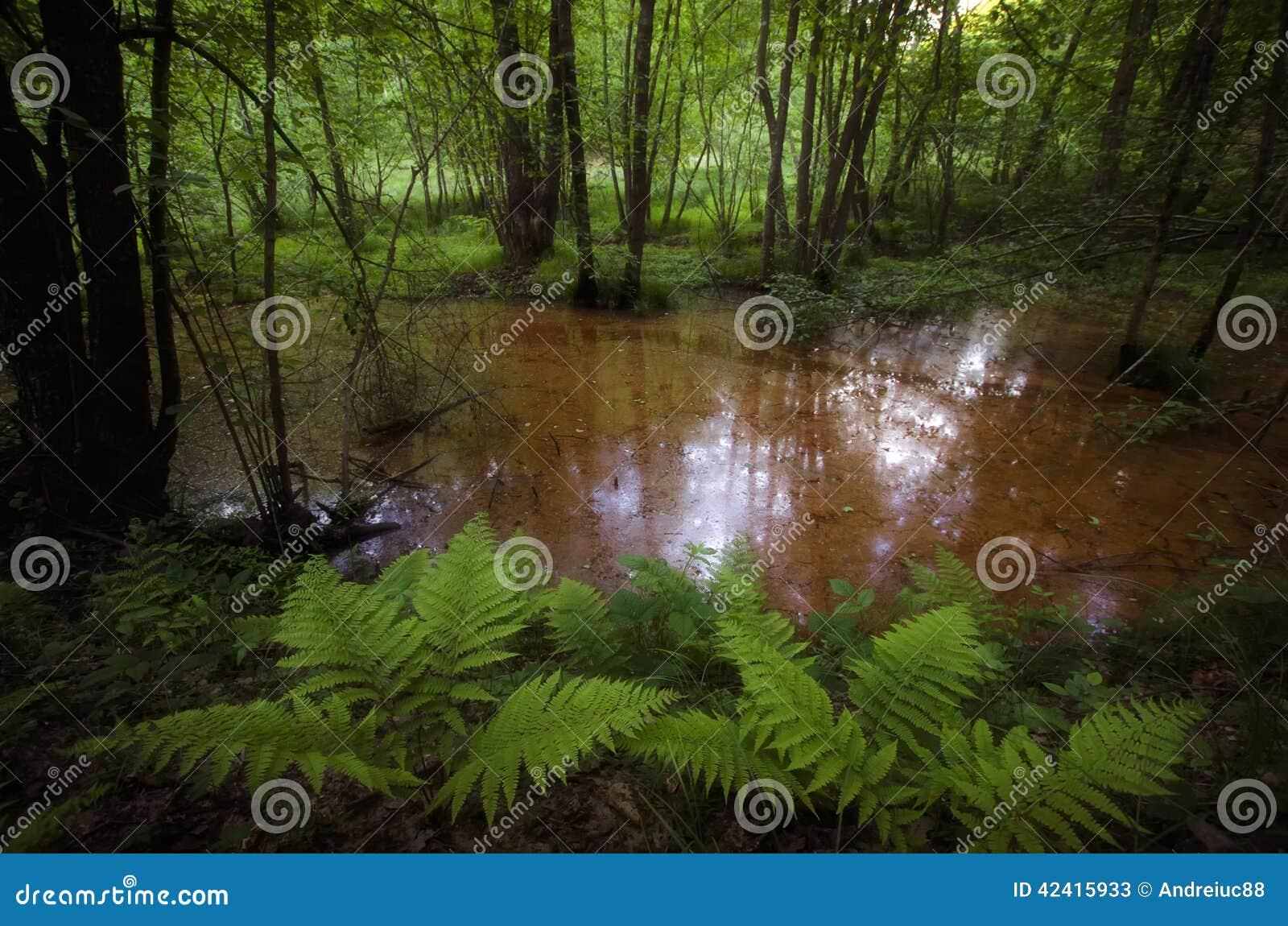 swamp in forest with vegetation