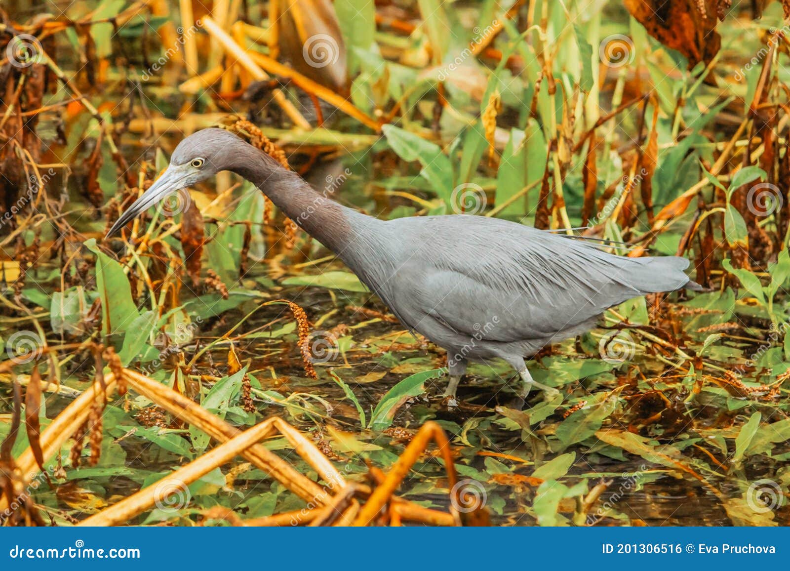 Swamp and Grass. Everglades National Park. Birds of Florida. Tropical Water Bird. Close Up Portrait of a Bird Stock Photo - Image of location, colorful: 201306516 Swamp and Grass. Everglades National Park. Birds of Florida. Tropical Water Bird. Close Up Portrait of a Bird Stock Photo - Image of location, colorful: 201306516