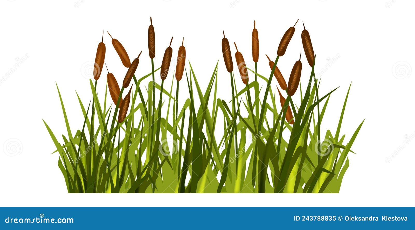 Swamp Grass Illustration, Vector Reed Plant, Marsh Bush, Pond Cattail ...