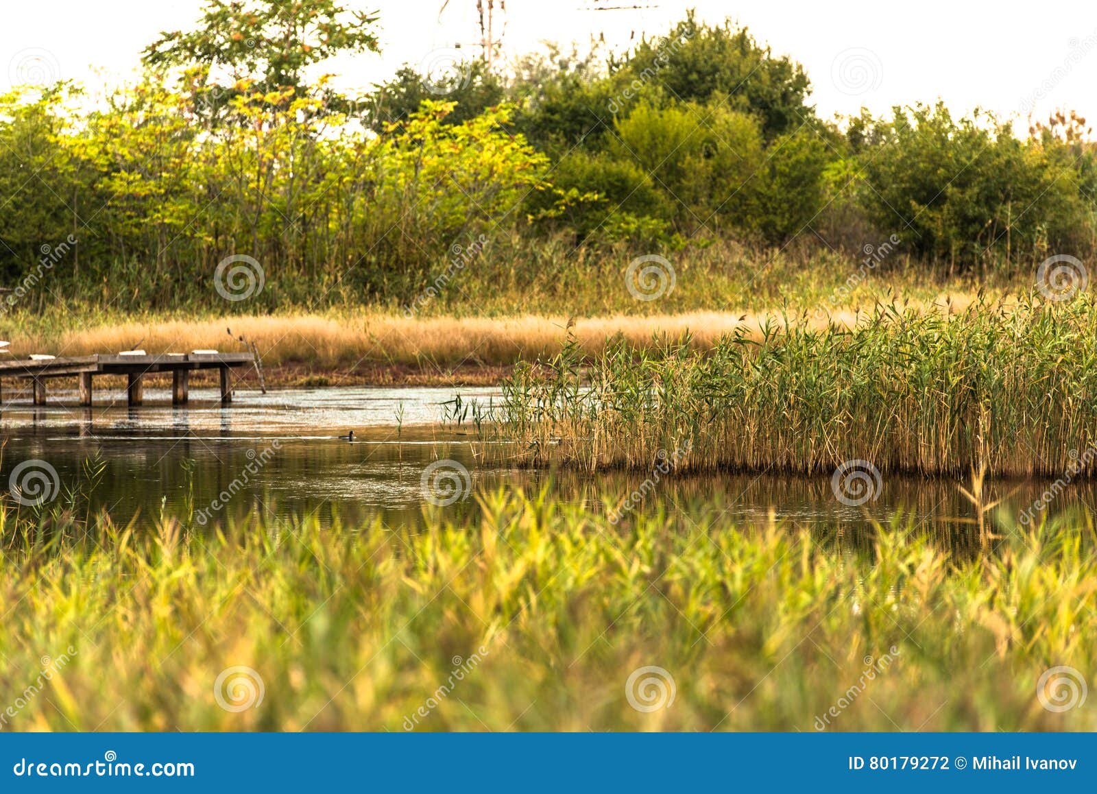 Swamp land stock photo. Image of marsh, trees, warm, land - 80179272 Swamp land stock photo. Image of marsh, trees, warm, land - 80179272