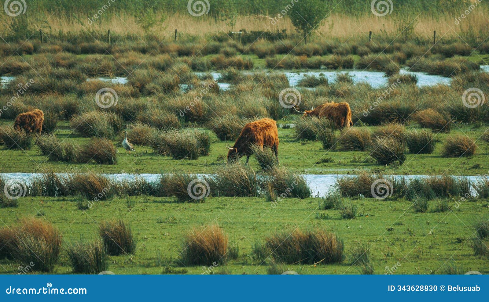 swamp landscape with cows in dutch national park near the village of werkendam, north brabant, netherlands