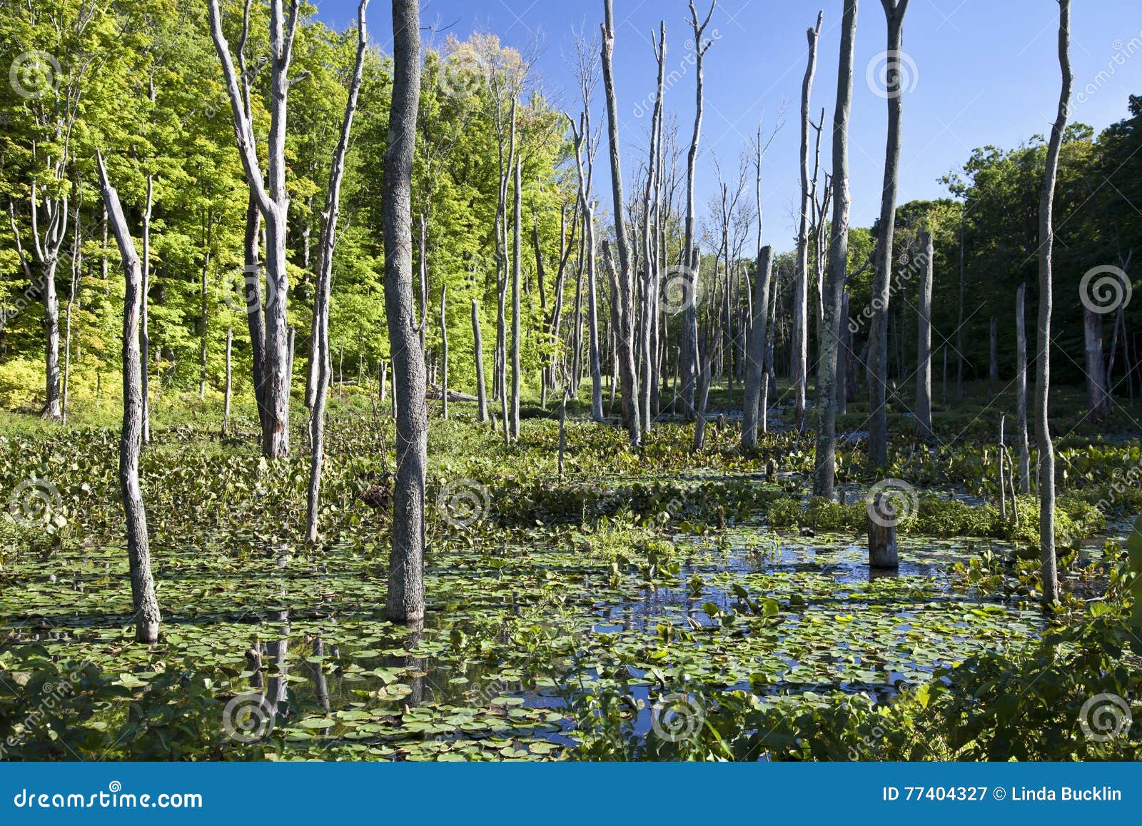 Swamp in Late Afternoon stock image. Image of lilypads 77404327