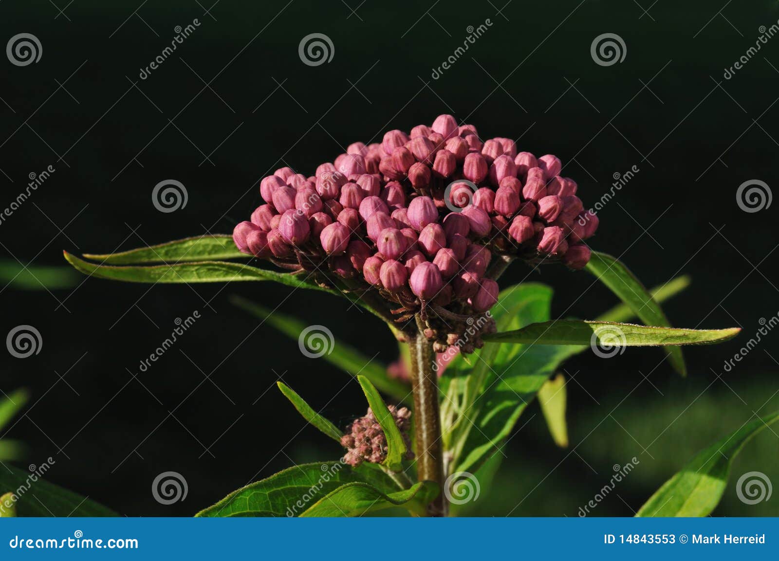 Swamp Milkweed Wildflower stock image. Image of indian 14843553