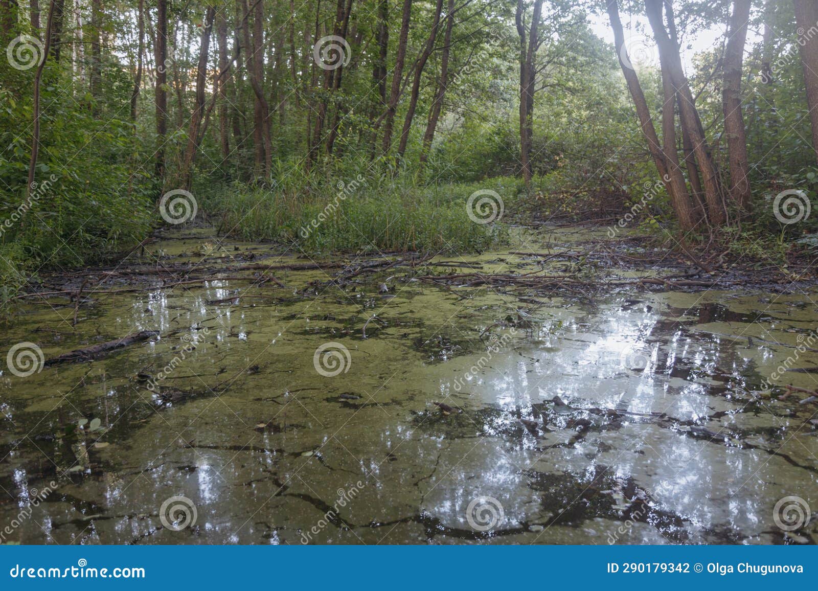 swamp with quagmire in the forest, in the morning. forest swamp. a quagmire in a forest swamp
