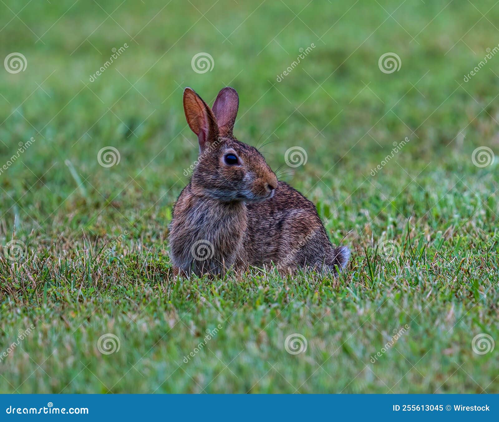 Swamp Rabbit (Sylvilagus aquaticus)