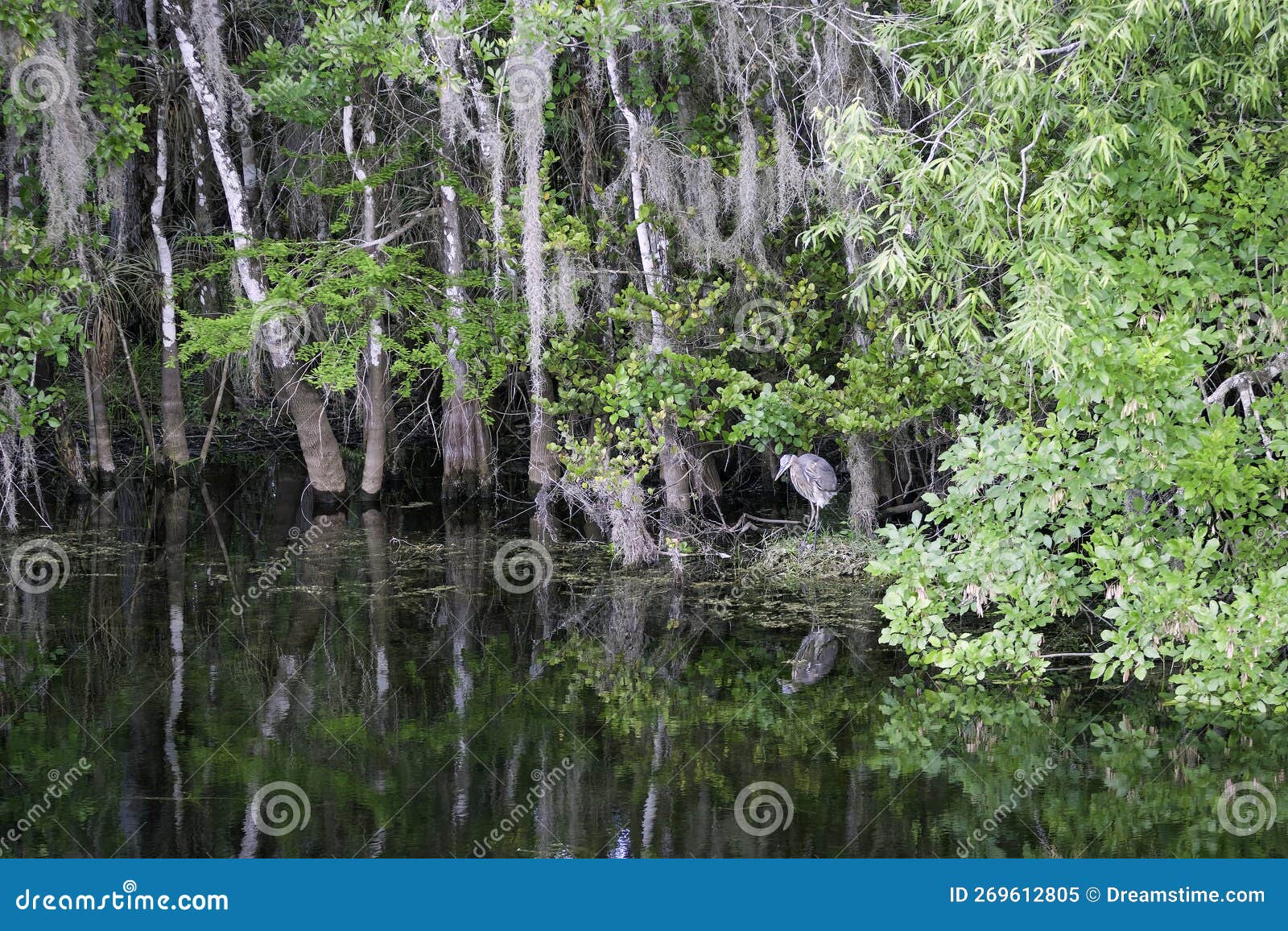 swamp reflections of nature in florida.,