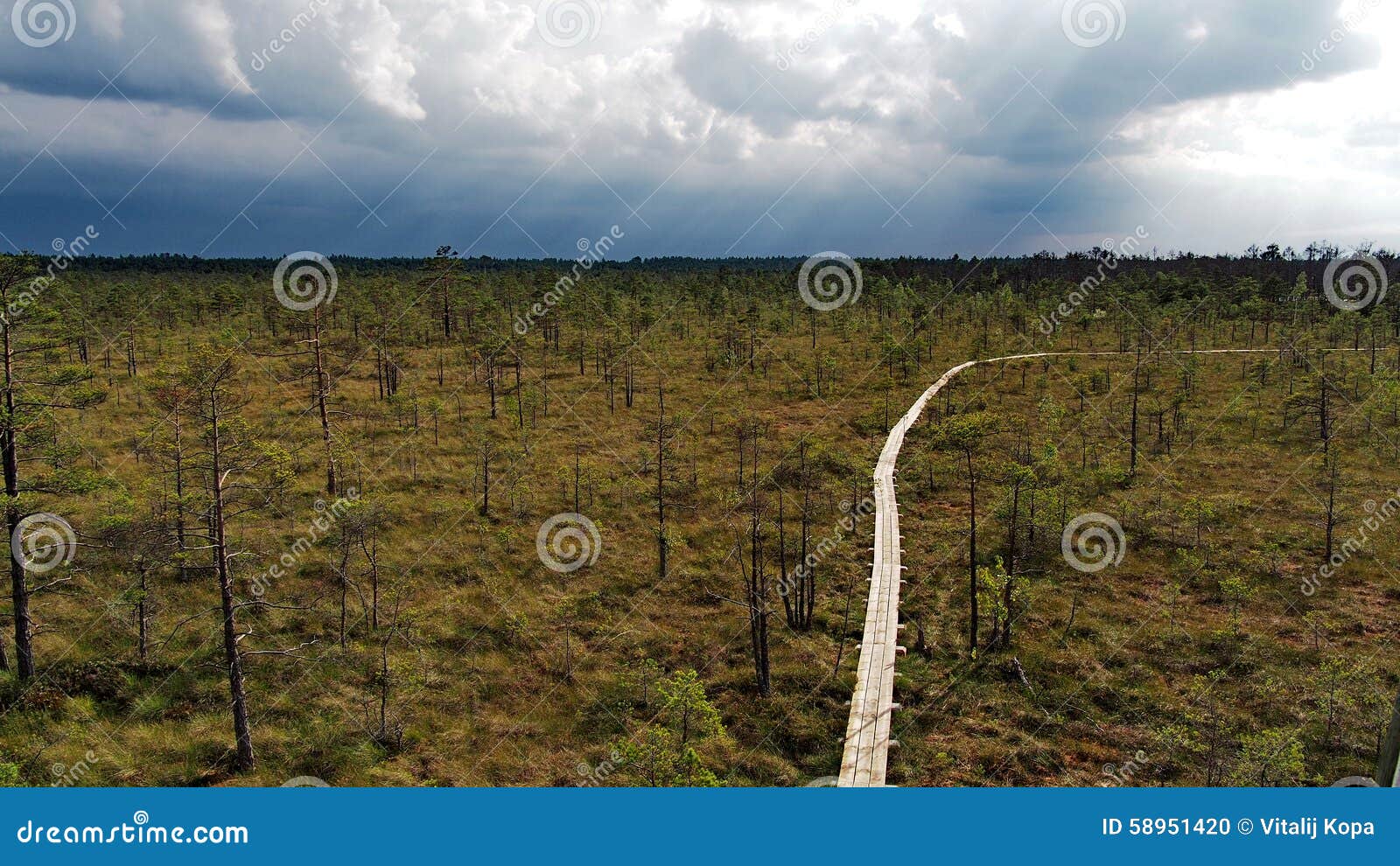Swamp road stock photo. Image of lake, cena, nature, swamp 58951420