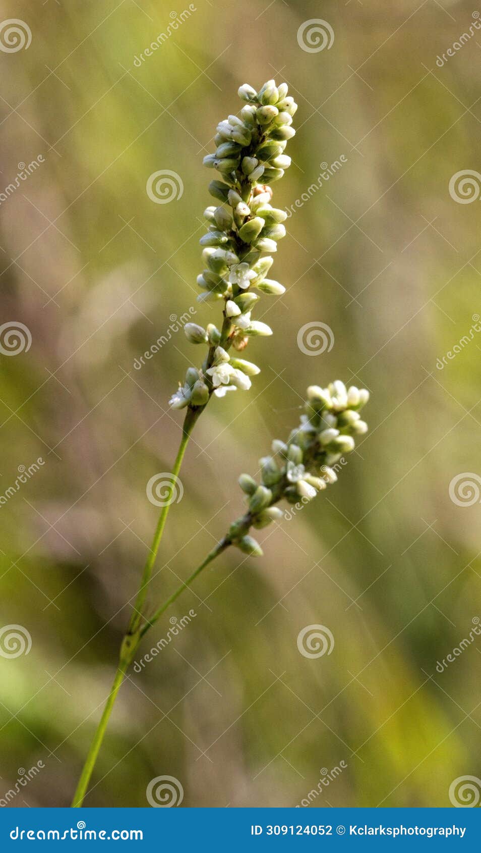 swamp smartweed wildflowers - persicaria amphibia