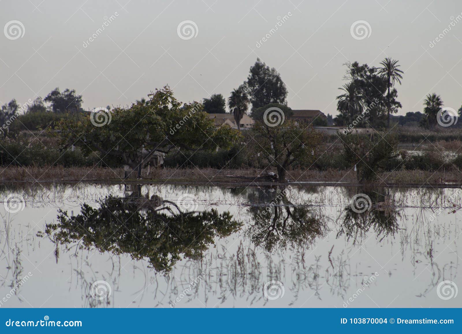 swamp in valencia