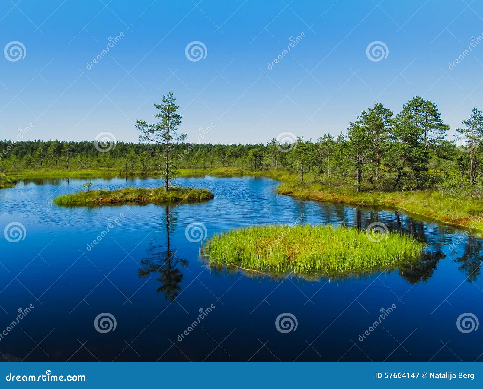 swamp viru raba in estonia