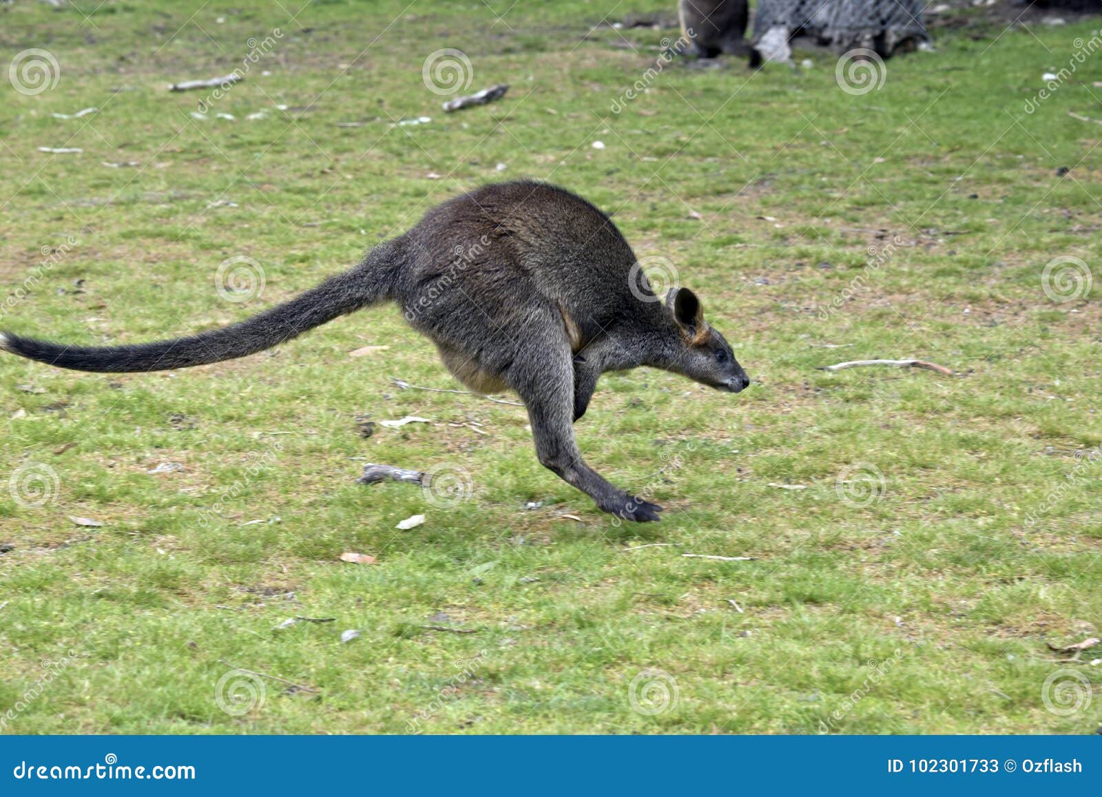 Swamp wallaby stock image. Image of paws, wallaby, grey - 102301733