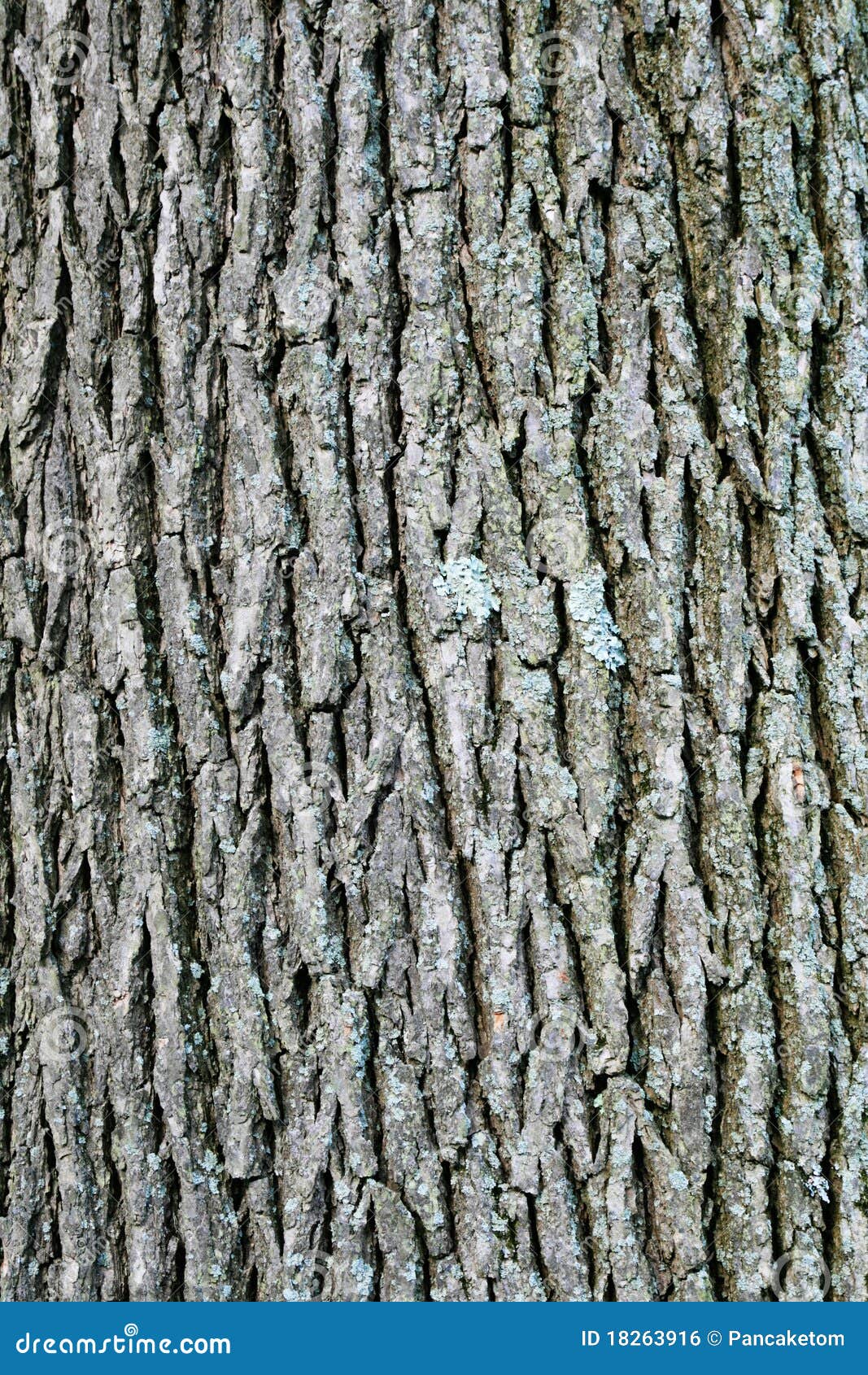 swamp white oak bark