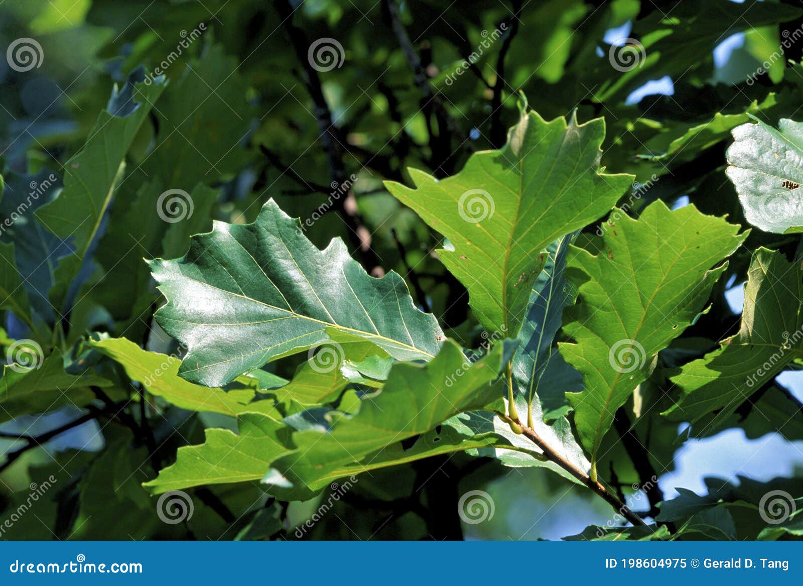 swamp white oak   51248