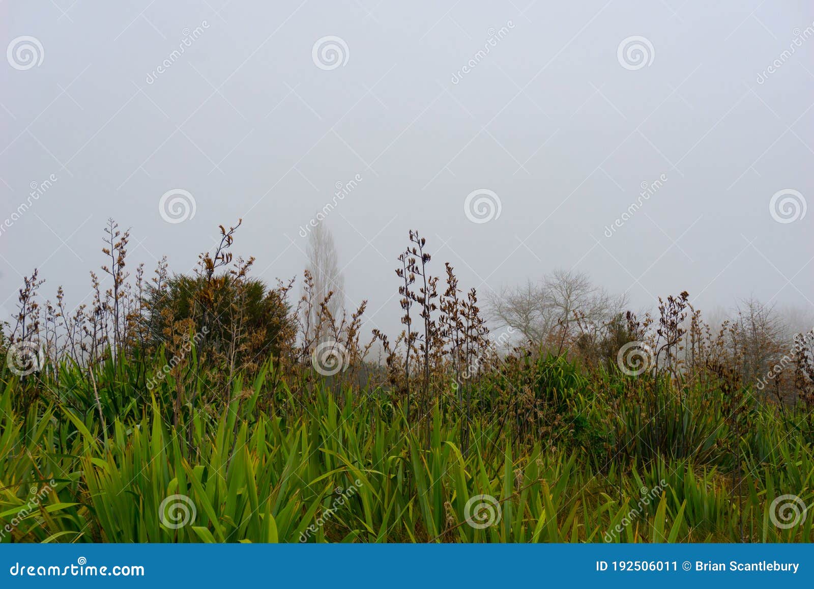 swampland on edge of lake okareka with leafless trees though mist