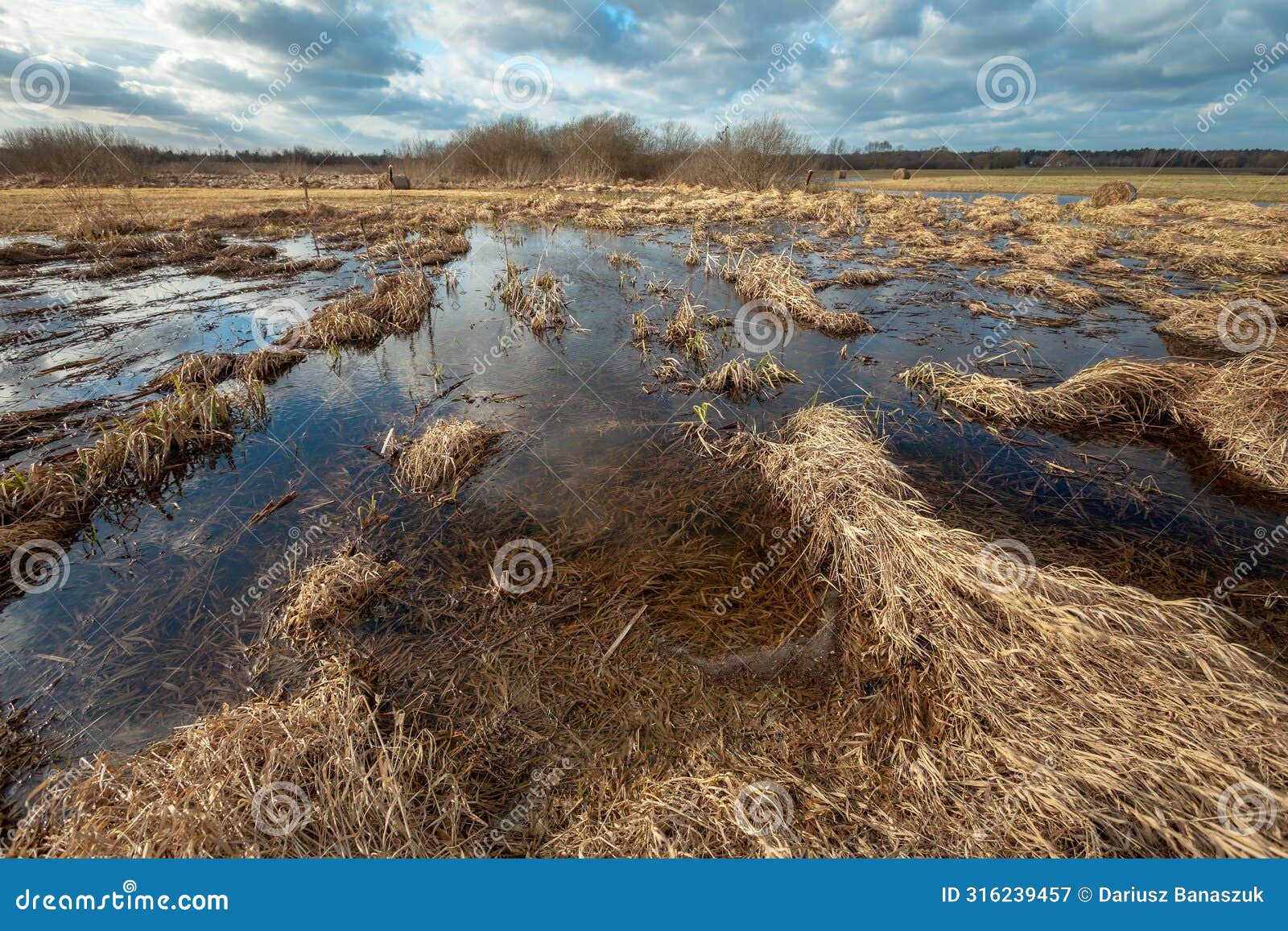 a swampy area with thick grass, a cloudy february day