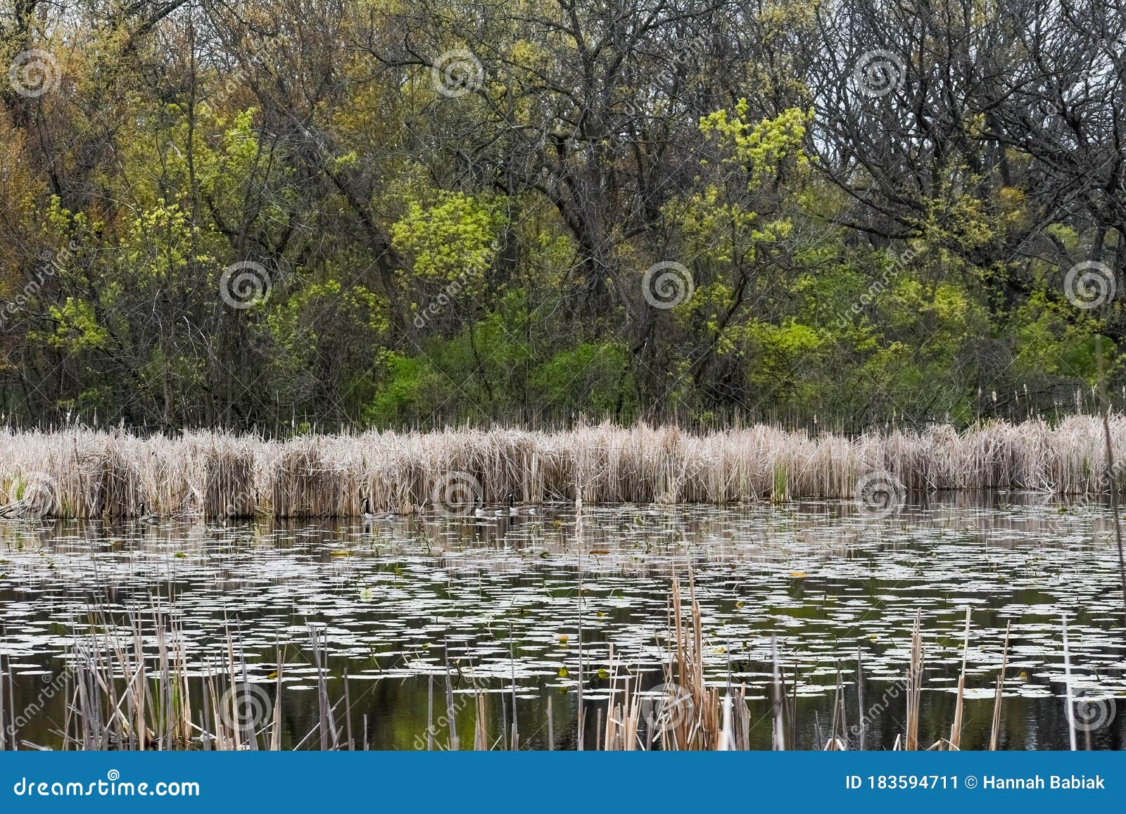 swampy part of lake with lily pads and cattails