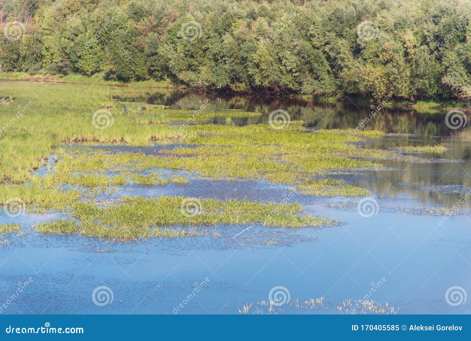 swampy river withe green grass