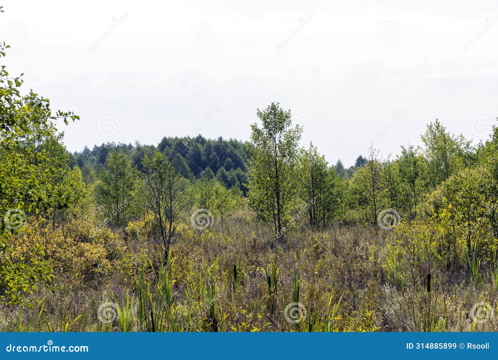 swampy terrain with plants in summer
