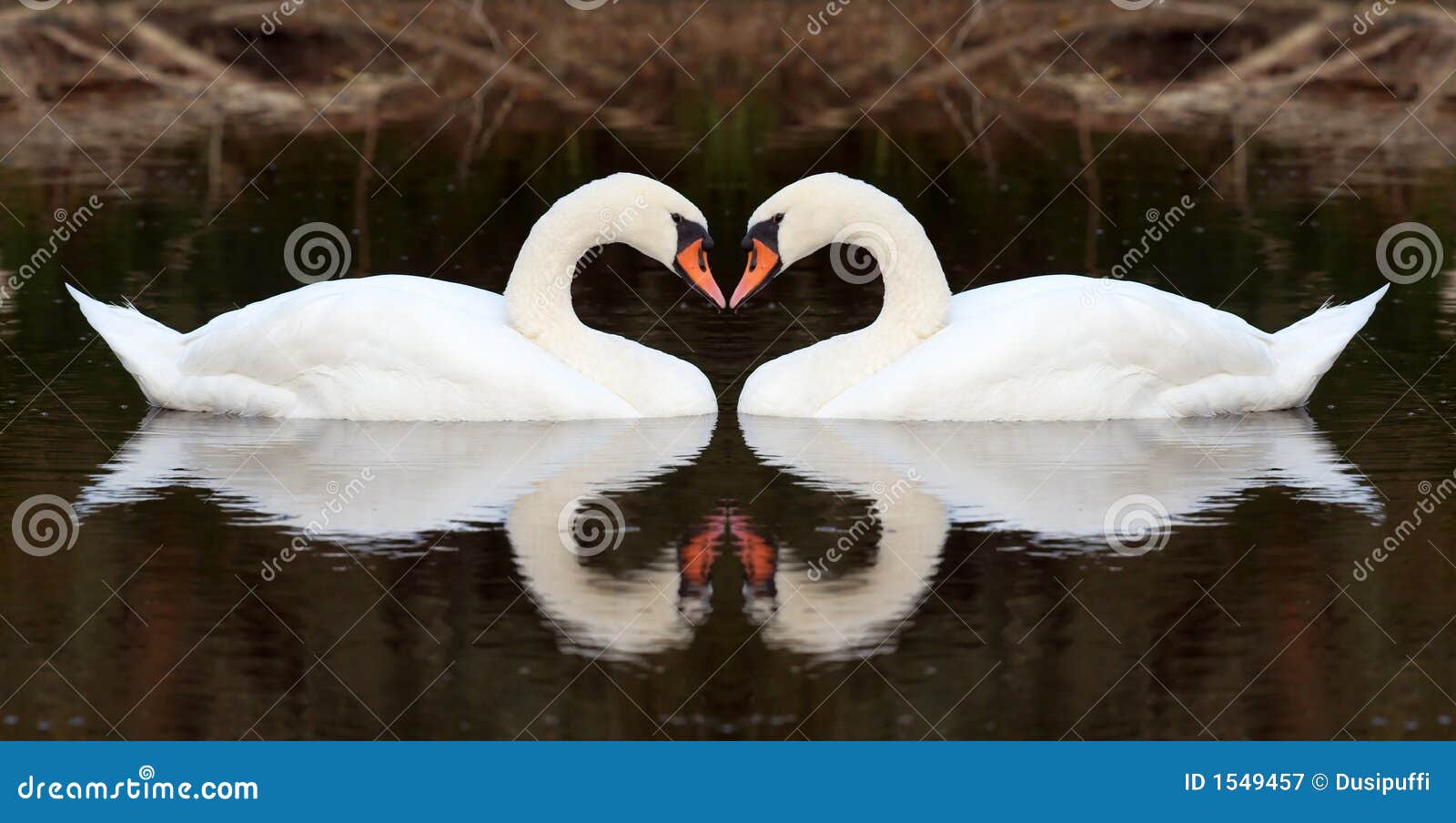 swan affection