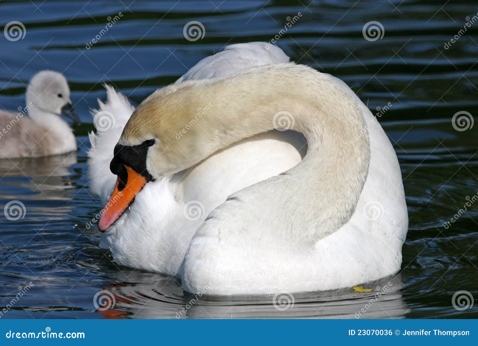 Swan and stock photo. Image of beak, grass, feathers 23070036
