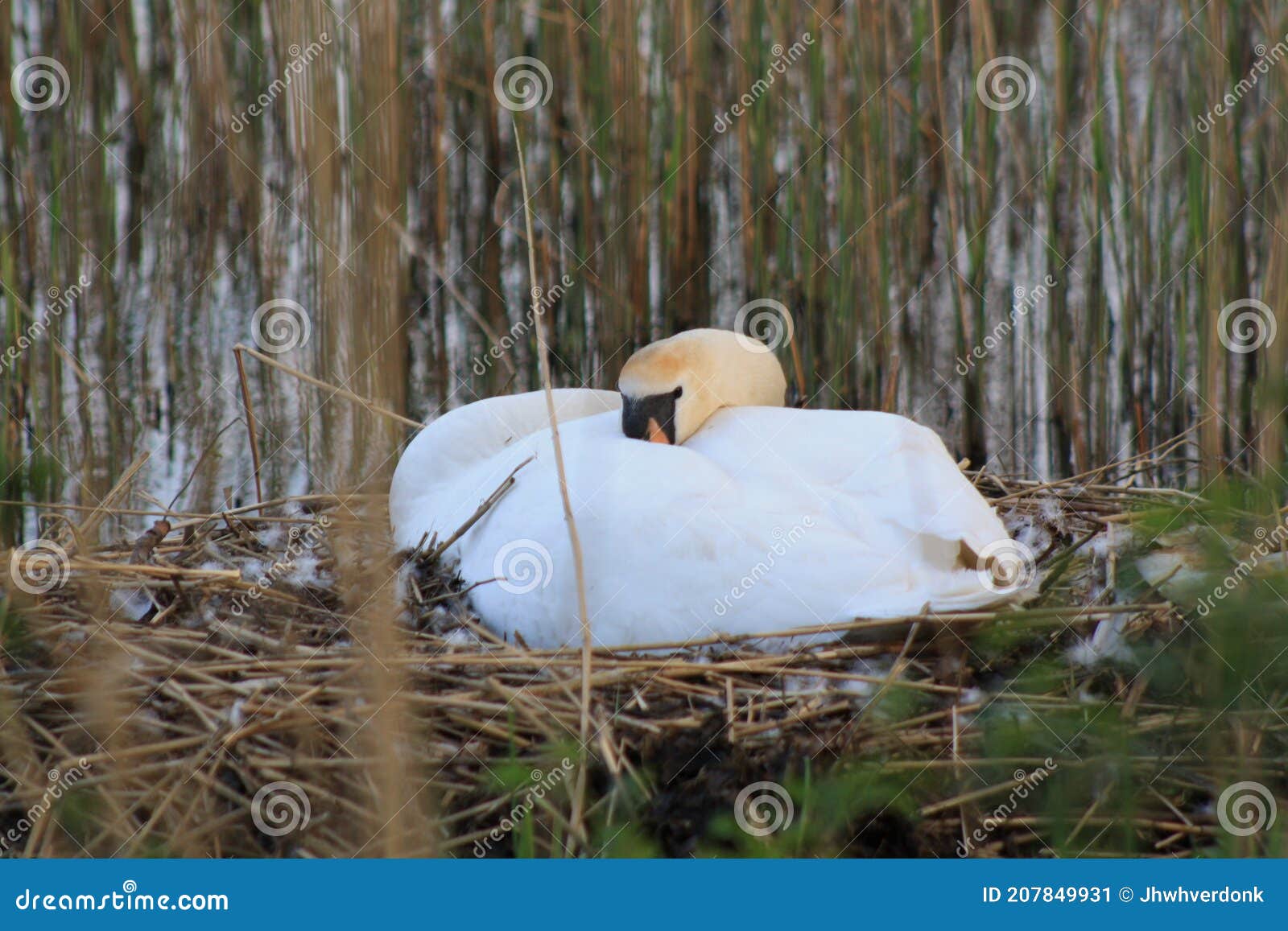 a swan, cygnus, sitting on hist nest that has been build between the reeds around a small lake