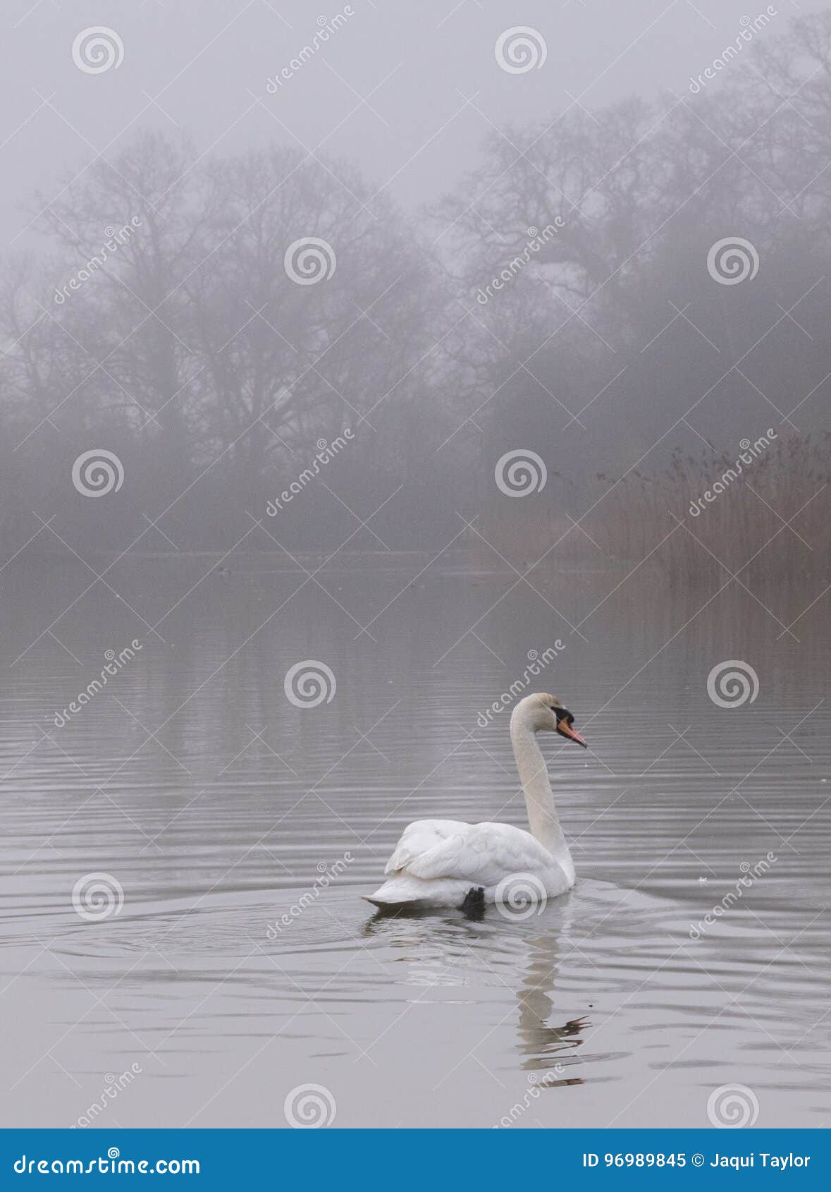 Swan in the Early Morning Mist Stock Image - Image of southampton, pond ...