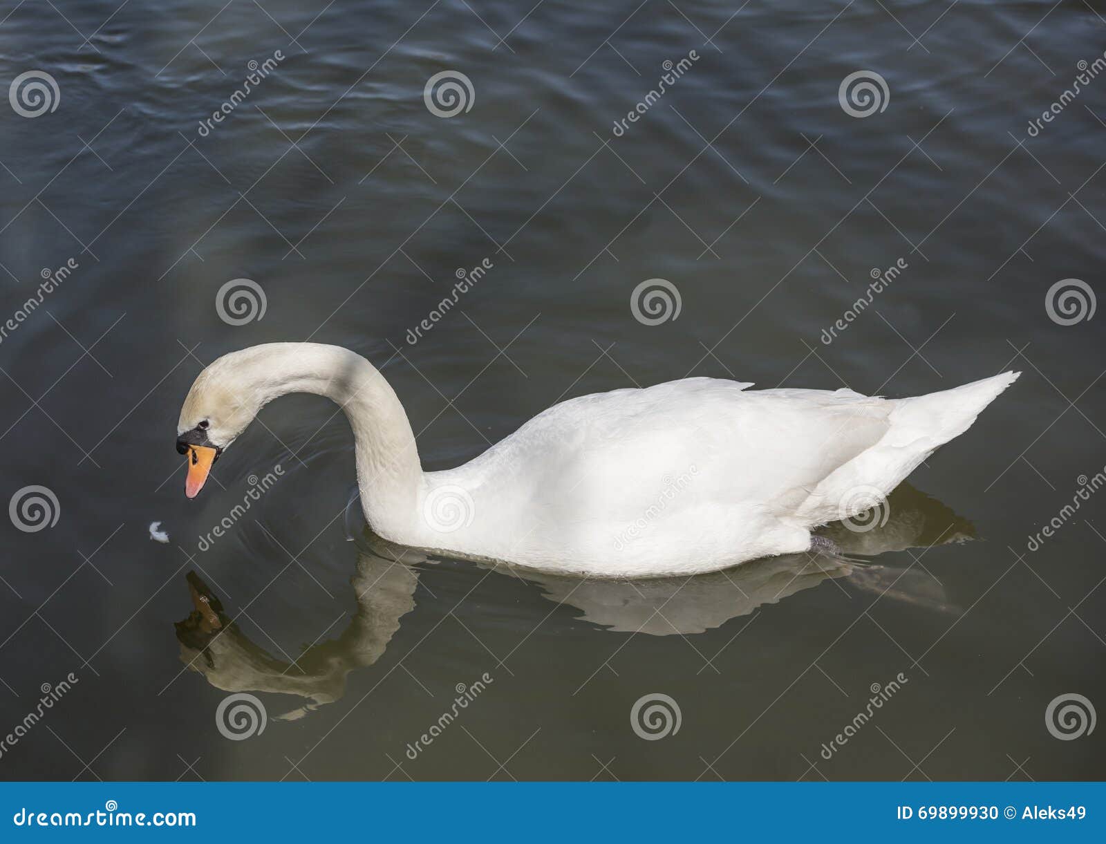Swan eating food stock photo. Image of newborn, food 69899930
