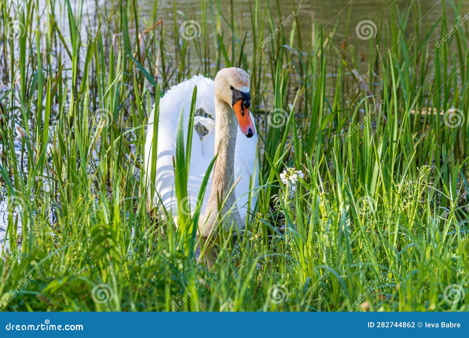 Swan among Green Aquatic Plants. the Swan Eats in the Pond Stock Photo