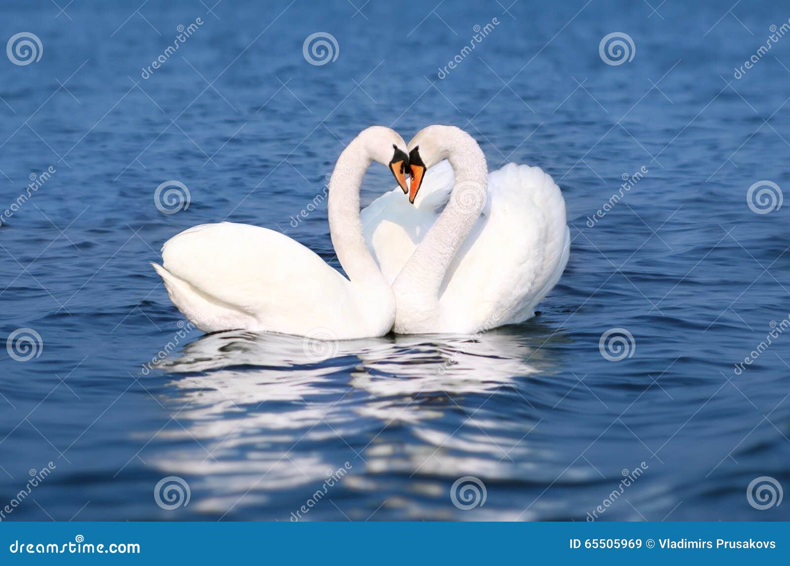 swan fall in love, birds couple kiss, two animal heart 