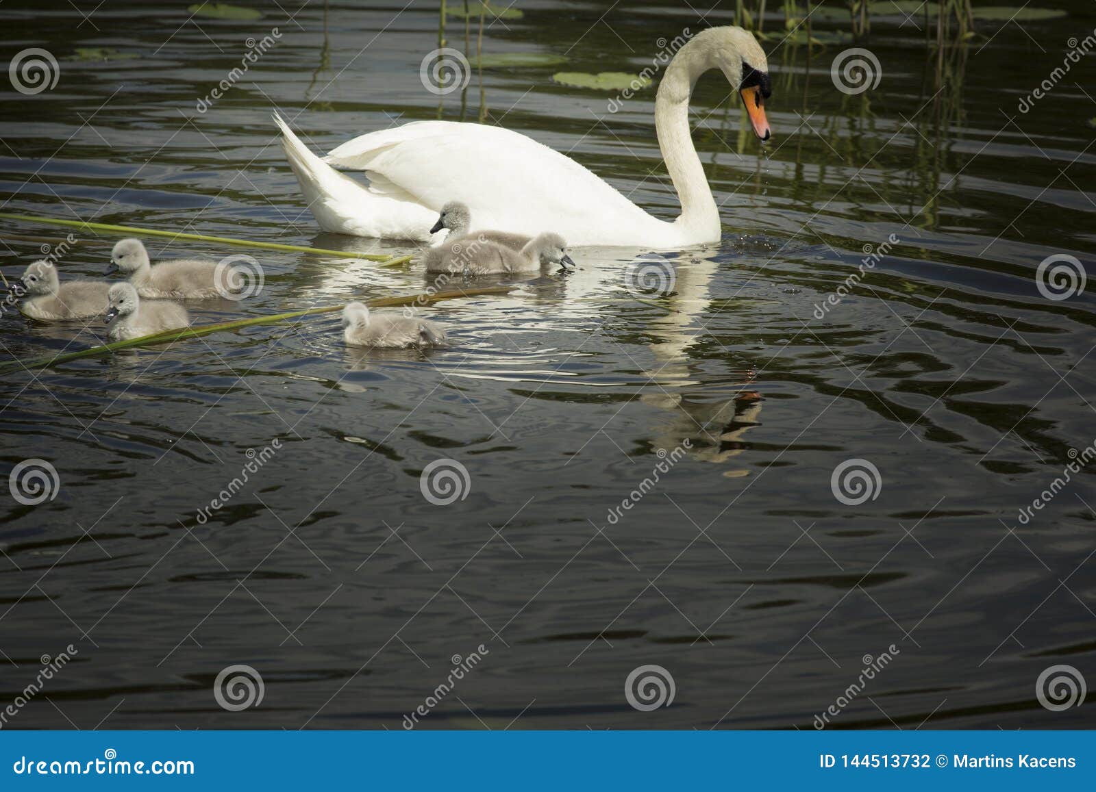 swan family in lake lituania
