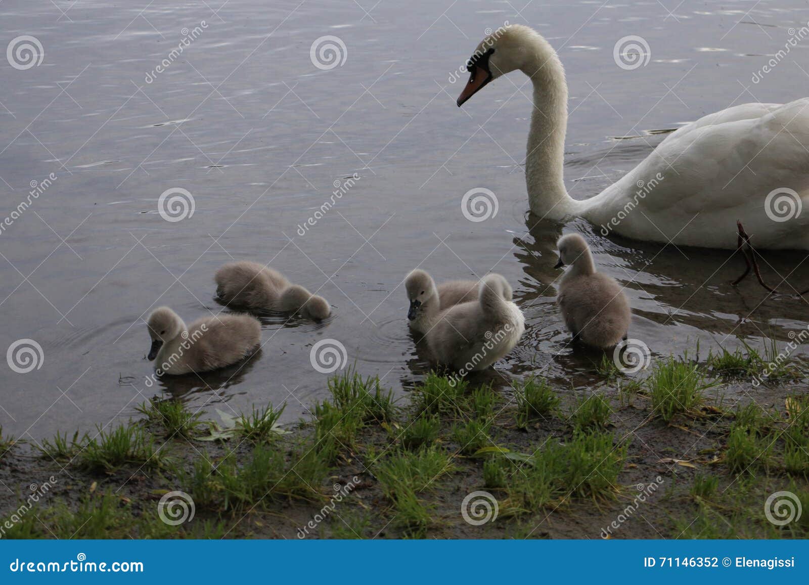 swan family from nest to brooding to chicks