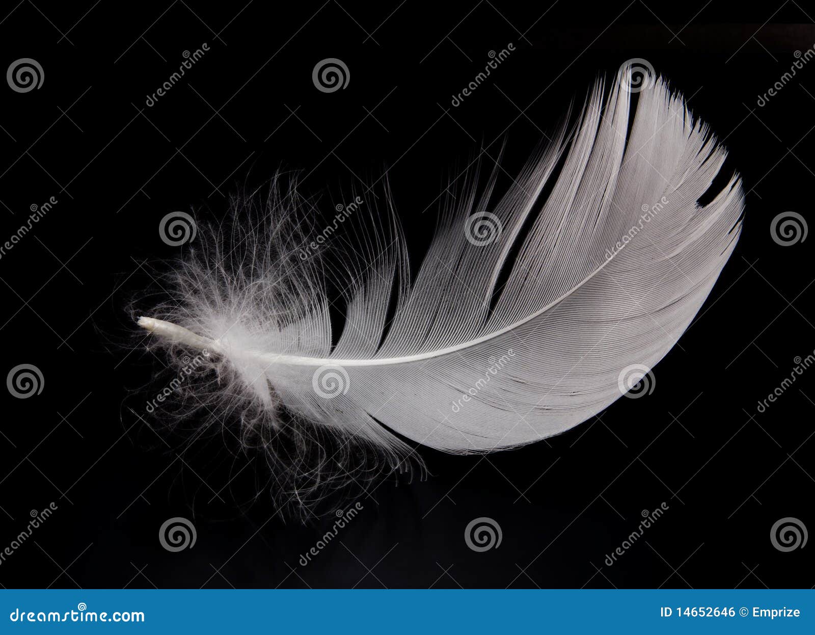 Swan feather stock photo. Image of white, bird, ethereal 14652646