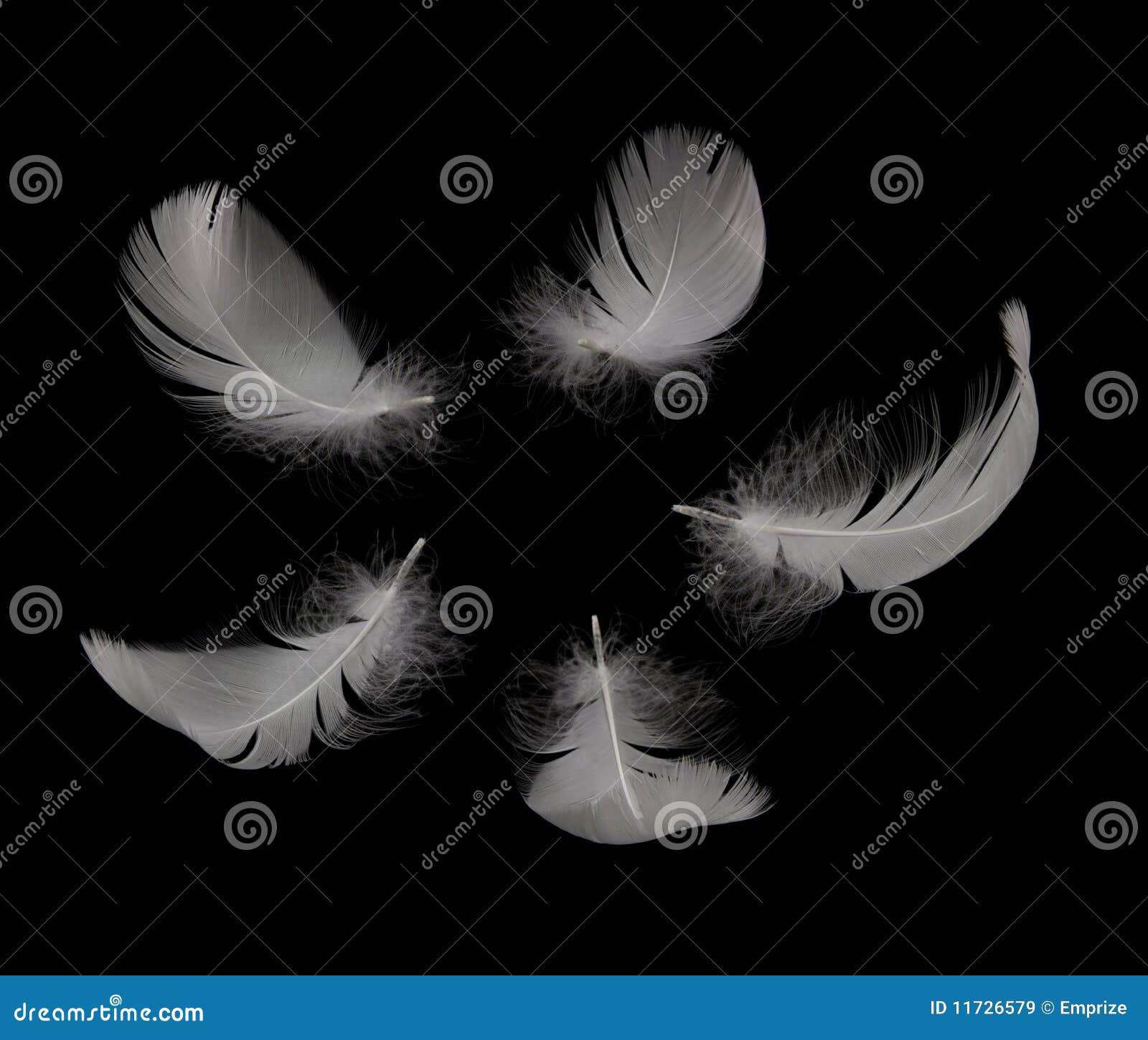 swan feathers