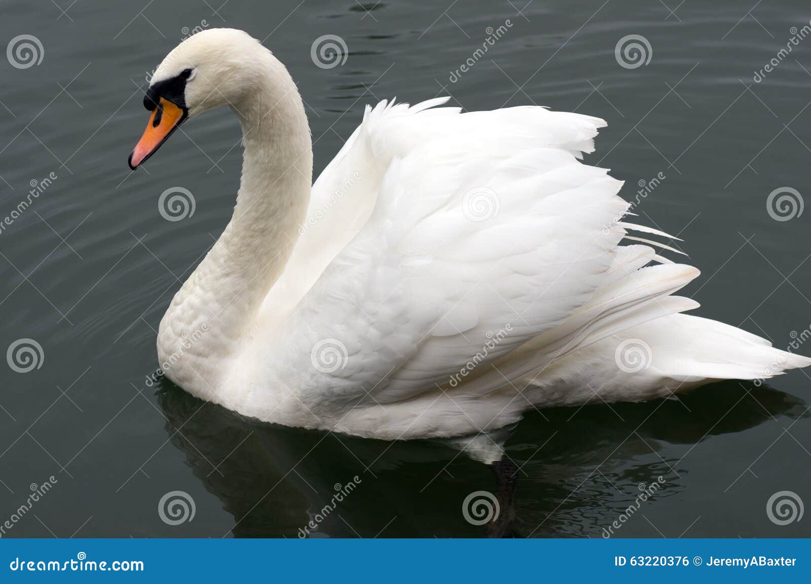 Swan stock photo. Image of lovely, bird, pretty, swimming - 63220376