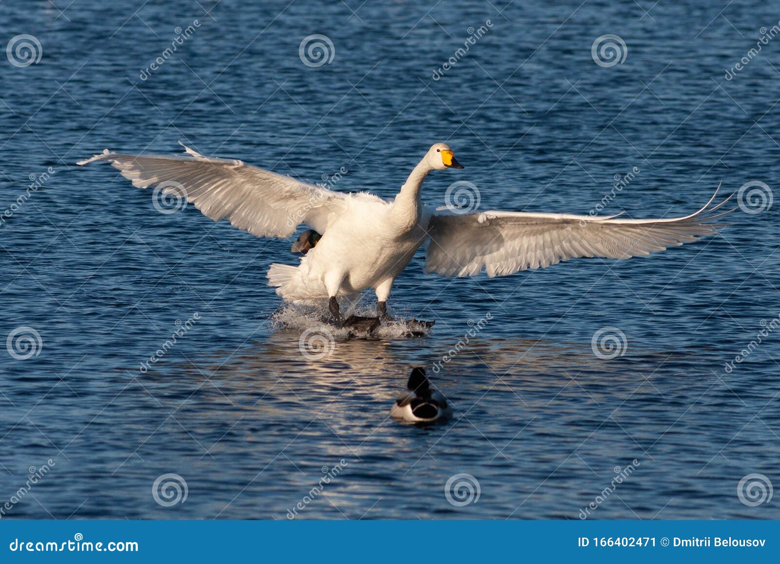 Swan Flies Over The Lake Stock Image Image Of Flight 166402471