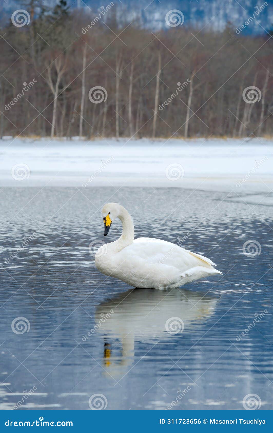 swan on a frozen winter lake. lake kussharo in hokkaido.