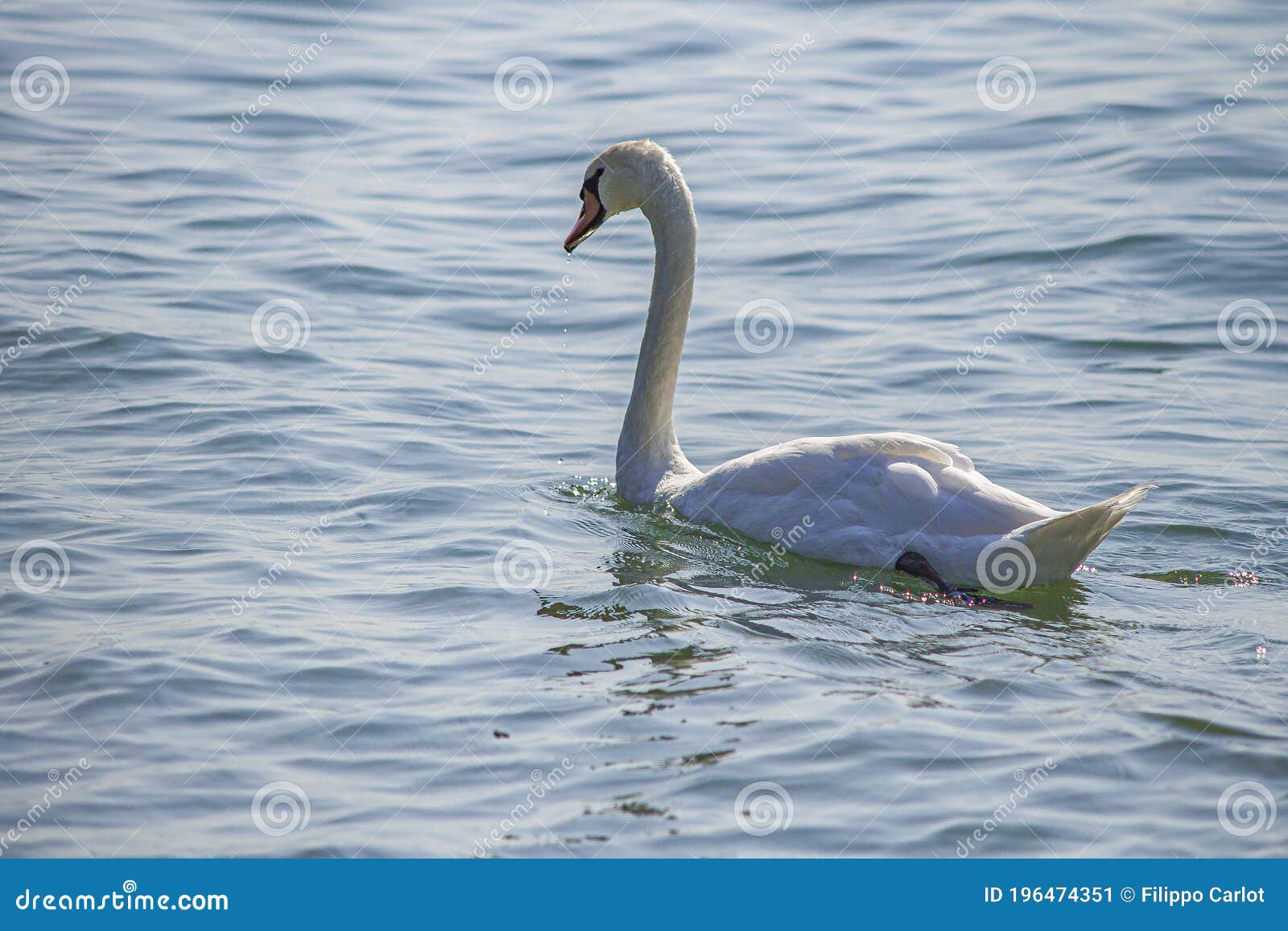 A swan on a Garda Lake