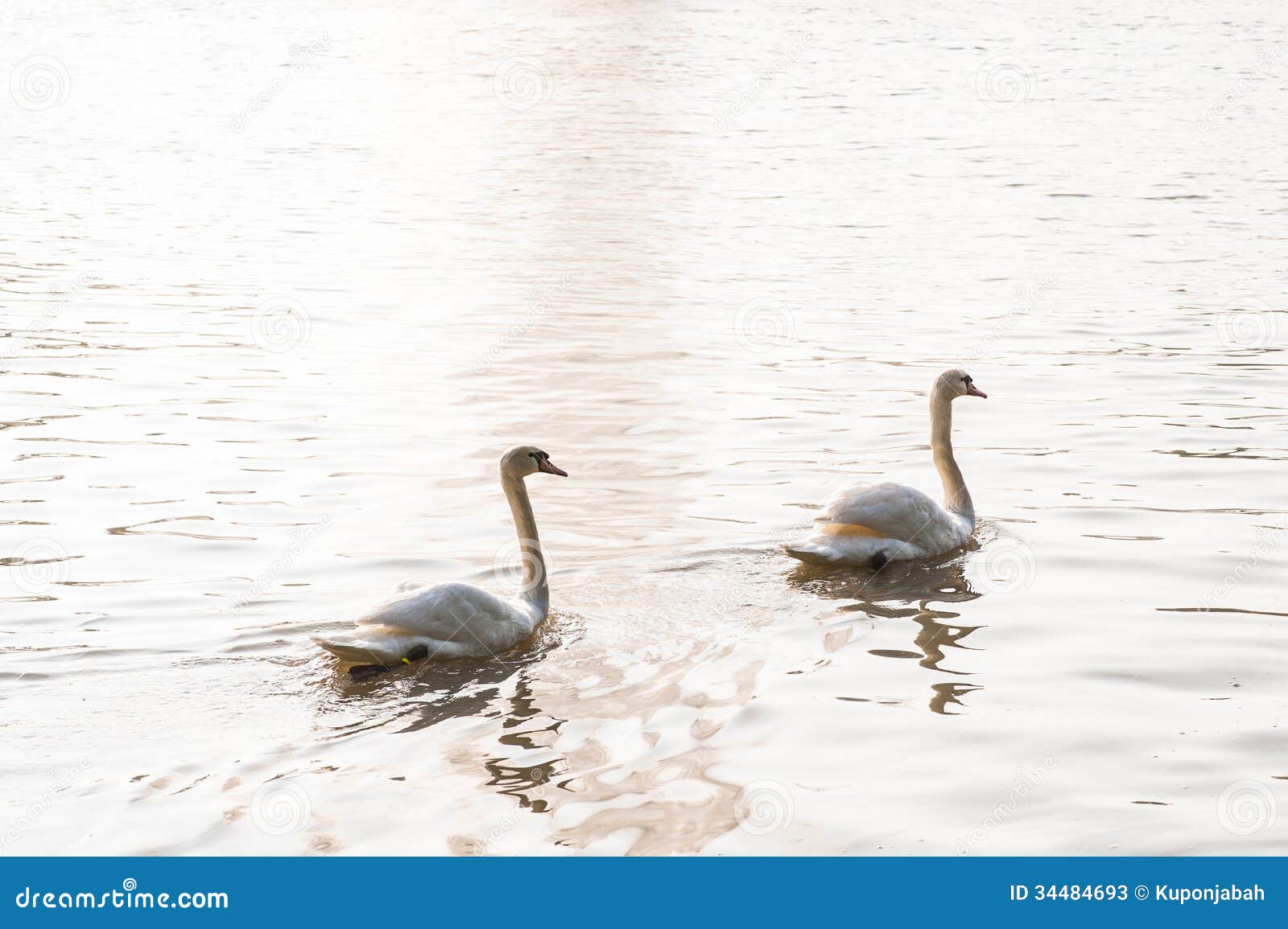 Swan in garden stock image. Image of swim, flying, ditch 34484693