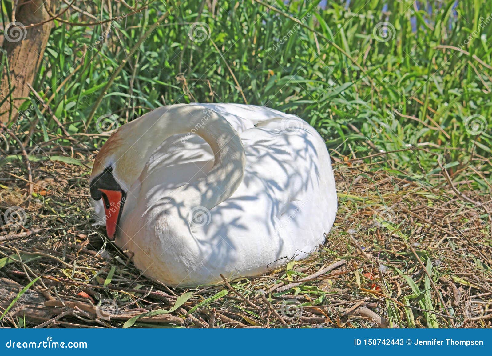 Swan Hatching Eggs on a Nest Stock Image Image of nesting, lake