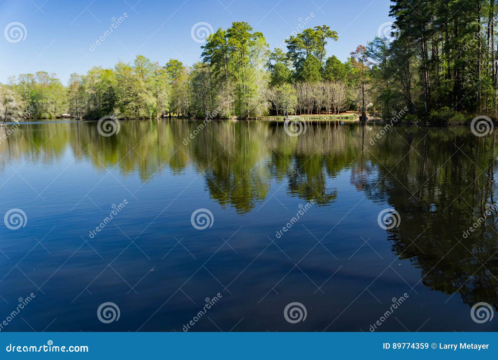 Swan Lake Iris Gardens Sumter Sc Stock Image Image Of Trail