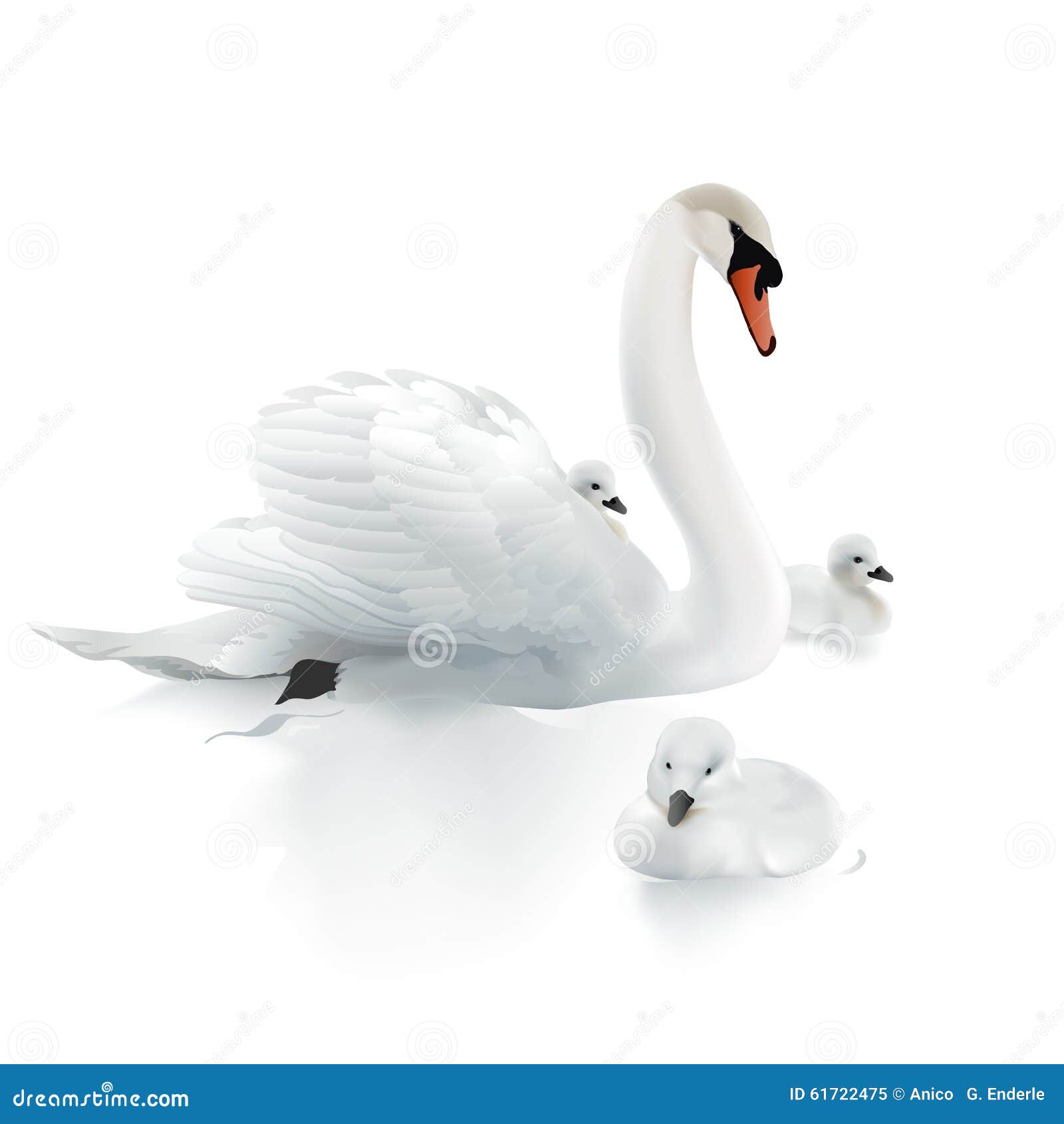 swan mother and swanlings.