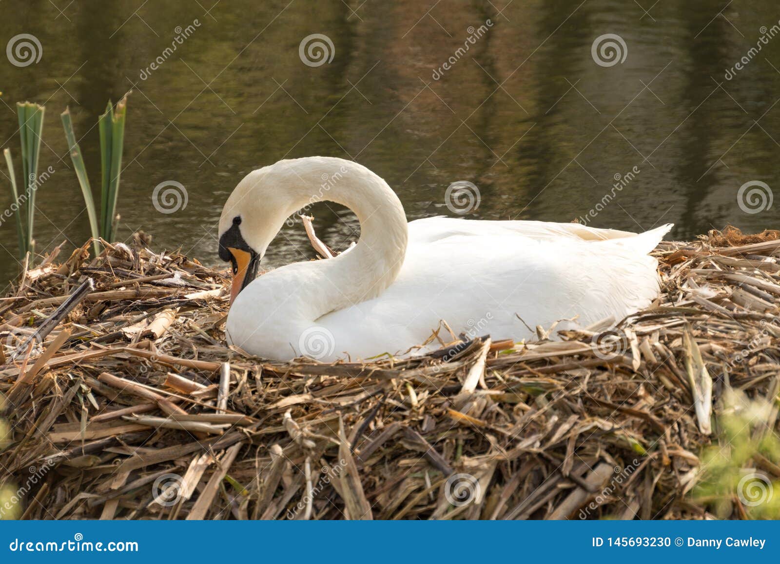 Swan Nesting on a Reed Nest. Stock Photo Image of white, nesting