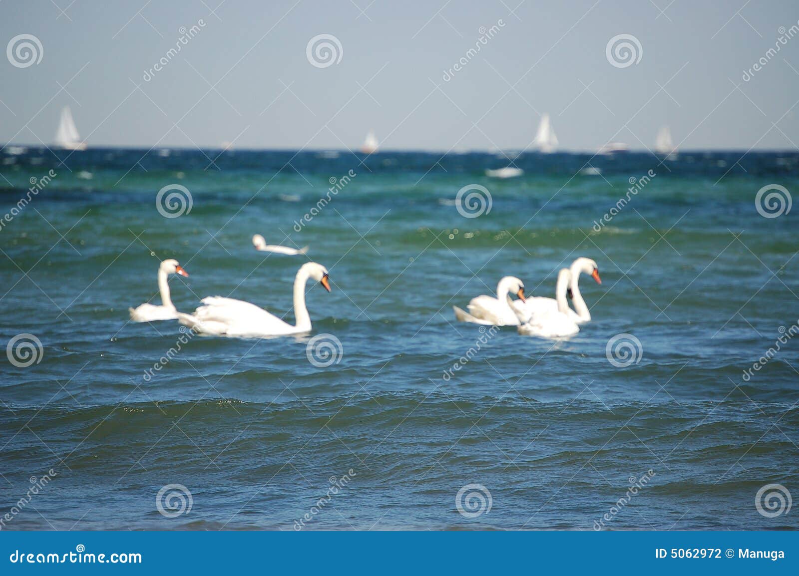 Swan oceanu. Zwierzę łodzi kolby oceanu wakacje na plaży charakteru rejsów morskiego podróży white łabędzie wody morza