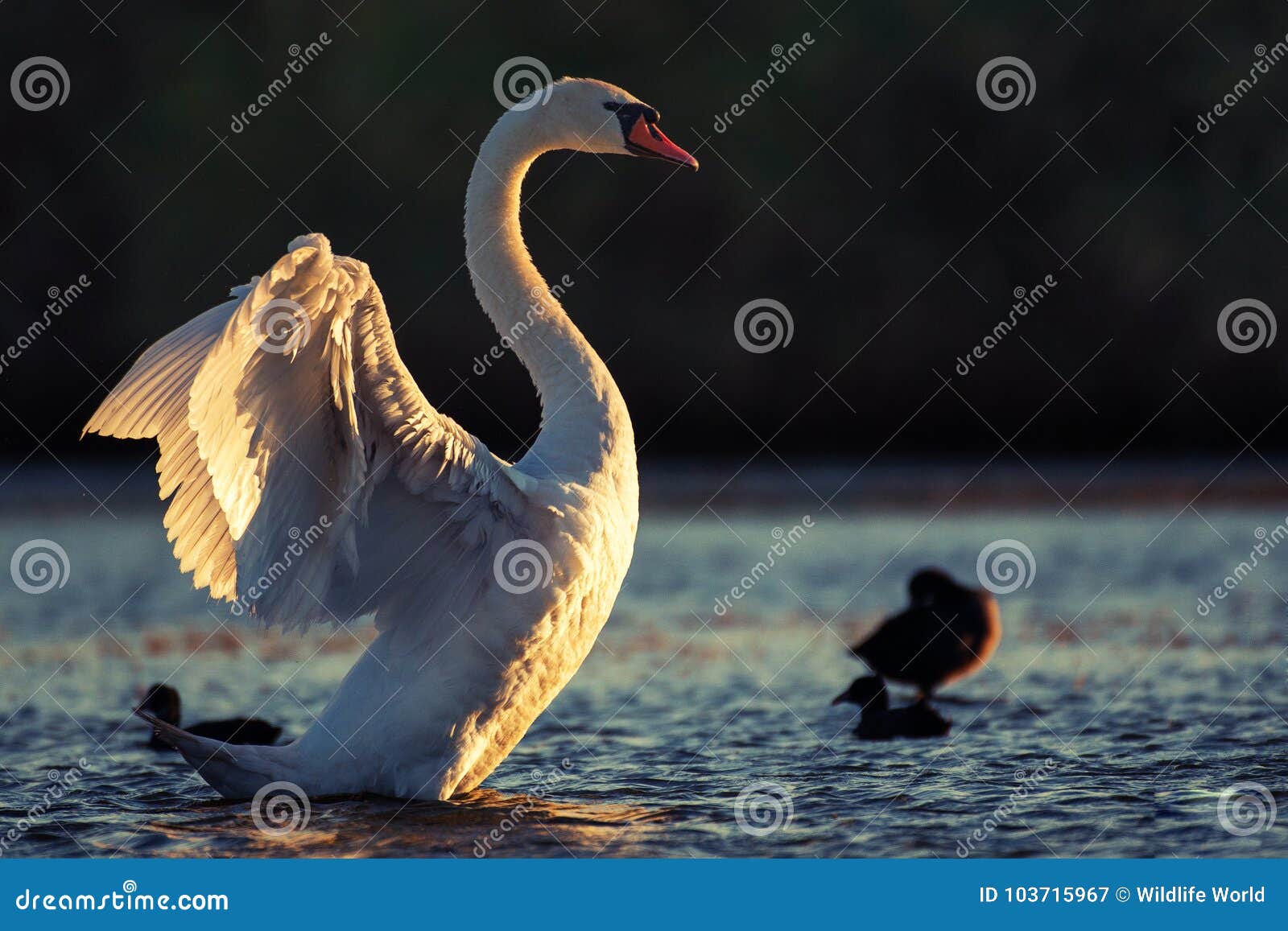 Swan with Open Wings. in the Beautiful Evening Light Stock Image ...