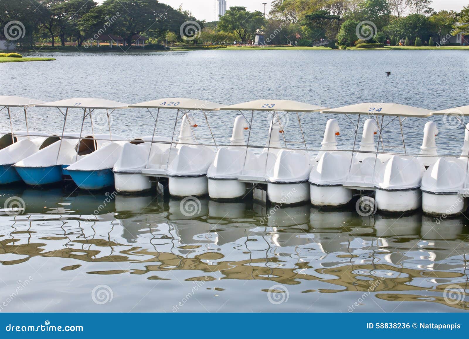 Swan Pedal Boat in the Park Stock Photo Image of boat, relax 58838236